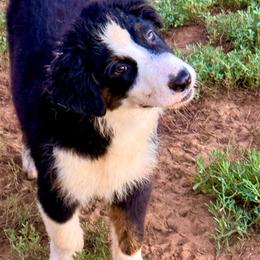 Flint - Black tri-color male Australian Shepherd puppy in Mineral Wells, Texas from A6 Australian Shepards