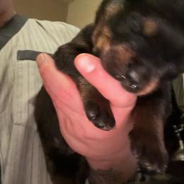 Black boy - Black and mahogany male Rottweiler puppy in Colorado Springs, Colorado from Von Locher Rotties