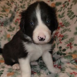 Stormi - Black and white female Border Collie puppy in Watsontown, Pennsylvania from Kate Gresham