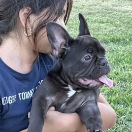 French Bulldog Puppies from French OG Los Ángeles