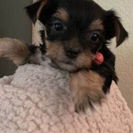 Yorkshire Terrier Puppies from Buddha Babies Yorkshire Terriers