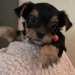 Yorkshire Terrier Puppies from Buddha Babies Yorkshire Terriers