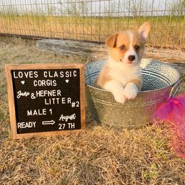 Pembroke Welsh Corgi Puppies from Loves Classic Corgis