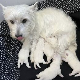 West Highland White Terriers from Scotty's Westies