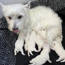West Highland White Terriers from Scotty's Westies