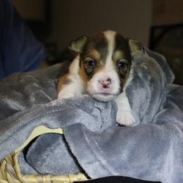 Colton - Sable male Pembroke Welsh Corgi puppy in Purcellville, Virginia from Rhone River Farm Pembroke Welsh Corgis