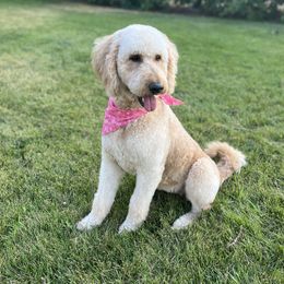 Goldendoodle Puppies from Teresa Carlson