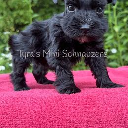 Girl 2 - Black female Miniature Schnauzer puppy in Kentucky from Tyra's Mini Schnauzers