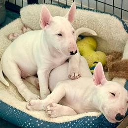 Bull Terrier and Miniature Bull Terrier Puppies from Virtue Bull Terriers & Miniature Bull Terriers