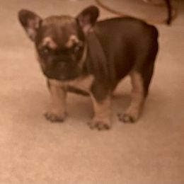 French Bulldog Puppies from Elm Frenchie Quarters