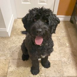 Naia - Portuguese Water Dog