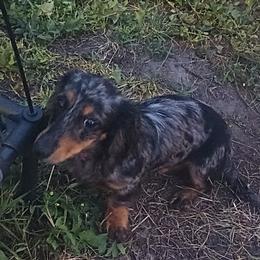 Eva - Dachshund