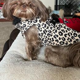 Koko Chanel - Liver female Shih Tzu puppy in Yelm, Washington from Lala's All Star Shih Tzu