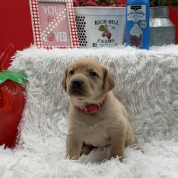 Red - Yellow female Labrador Retriever puppy in Heath Springs, South Carolina from Rich Hill Retrievers
