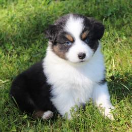 Willow - Black tri-color female Australian Shepherd puppy in Kansas, Oklahoma from Windy G Farm
