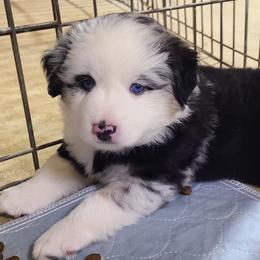 Miniature Australian Shepherd and Toy Australian Shepherd Puppies from Beasley Acres Aussies