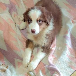 TANNER - Red tri-color male Australian Shepherd puppy in Elk Creek, Missouri from Hearts on Fire Australian Shepherds