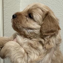 Red girl 1 - Wheaten female Miniature Schnauzer puppy in Pflugerville, Texas from K&K Precious Tx schnauzers
