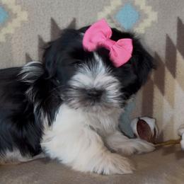 Sydney -AKC - Black and white female Havanese puppy in Verden, Oklahoma from Holcombs Puppy Ranch