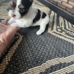 Yorkshire Terrier Puppies from MN Yorkies
