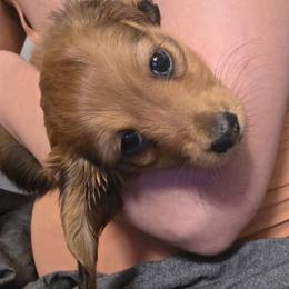 Brown girl - Chocolate and cream female Dachshund puppy in Otto, North Carolina from Windy Ridge Dachshunds