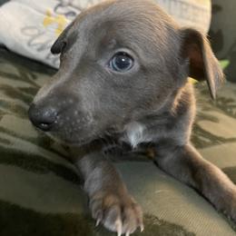 Steele - Blue male Whippet puppy in Harlingen, Texas from Sincity Dogs Hobby Kennel