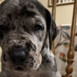 Boy 3 - Rex - Merle Great Dane puppy in Tennessee from Campbell Great Danes