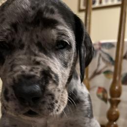 Boy 3 - Rex - Merle Great Dane puppy in Tennessee from Campbell Great Danes