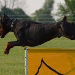 Doberman Pinschers from Crestview Dobermanns
