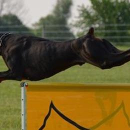 Doberman Pinschers from Crestview Dobermanns