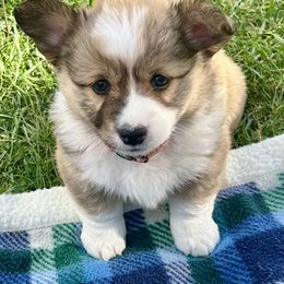 American Corgi Puppies from Patriot American Corgi