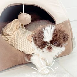 Shih Tzu Puppies from Arizona Sunrise Shih Tzus