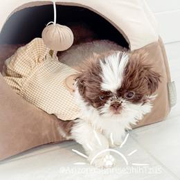 Shih Tzu Puppies from Arizona Sunrise Shih Tzus