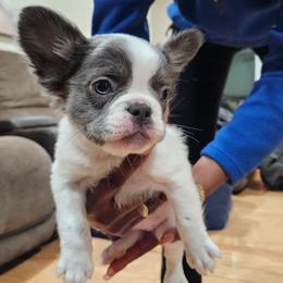 London - Tricolors female French Bulldog puppy in Enfield, Connecticut from AVM Frenchies