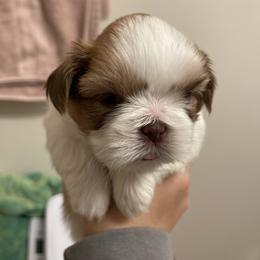 Shih Tzu Puppies from Wood Foo Breeders