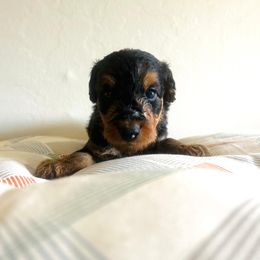 Boy 2 - male Airedale Terrier puppy in Elkins Park, Pennsylvania from Bighen Airedales