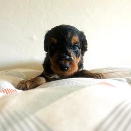 Boy 2 - male Airedale Terrier puppy in Elkins Park, Pennsylvania from Bighen Airedales