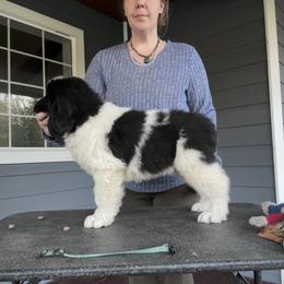 Girl 4 - White and black female Newfoundland puppy in Bellingham, Washington from Salish Sea Newfoundlands
