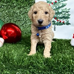 Rudolph - Apricot male Goldendoodle puppy in Willacoochee, Georgia from Kitandkboodle's Doodles