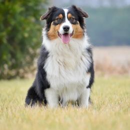Johnny - Australian Shepherd