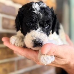 Barley - Parti male Goldendoodle puppy in Macclenny, Florida from Baker County Goldendoodles