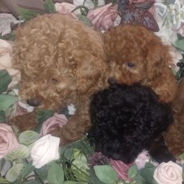 Poodles from Eden's Acre