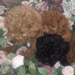 Poodles from Eden's Acre