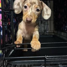 Betty - Dapple female Dachshund puppy in Springfield, Tennessee from Savannah’s Doxie Palace