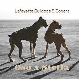 Boxer puppies from Lafayette Bulldogs & Boxers
