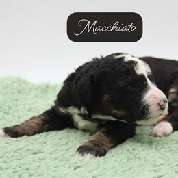 Macchiato - Tri-color male Bernedoodle puppy in Scottsville, Kentucky from Barren River Bernedoodles and Poodles
