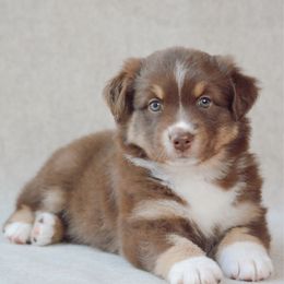 Indy - Indian paintbrush - Red tri-color female Australian Shepherd puppy in Aberdeen, North Carolina from Huckleberry Hill Aussies LLC.