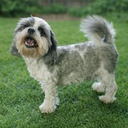 Trinity - Brindle and white female Shih Tzu puppy in Benbrook, Texas from 2 Sons & 4 Paws Puppies