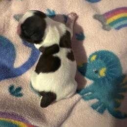 Girl 2H - Silver gold and white female Shih Tzu puppy in Madras, Oregon from Maridee’s ShihTzu