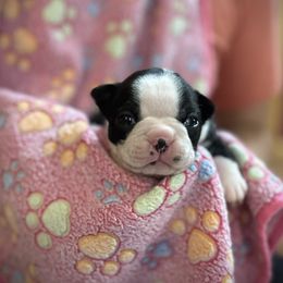 Baby skye blue - Seal brindle and white female Boston Terrier puppy in Philippi, West Virginia from Benders Boston’s